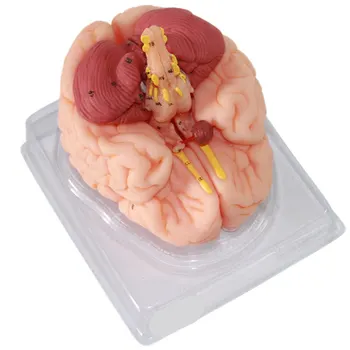 Модель мозговой артерии 1: 1 Модель анатомии мозга Модель структуры мозга