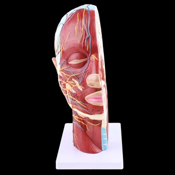 Анатомическая половина головы, Анатомия лица, Модель исследования срединного сечения головного мозга, шеи, нерва, кровеносного сосуда для обучения, Прямая поставка